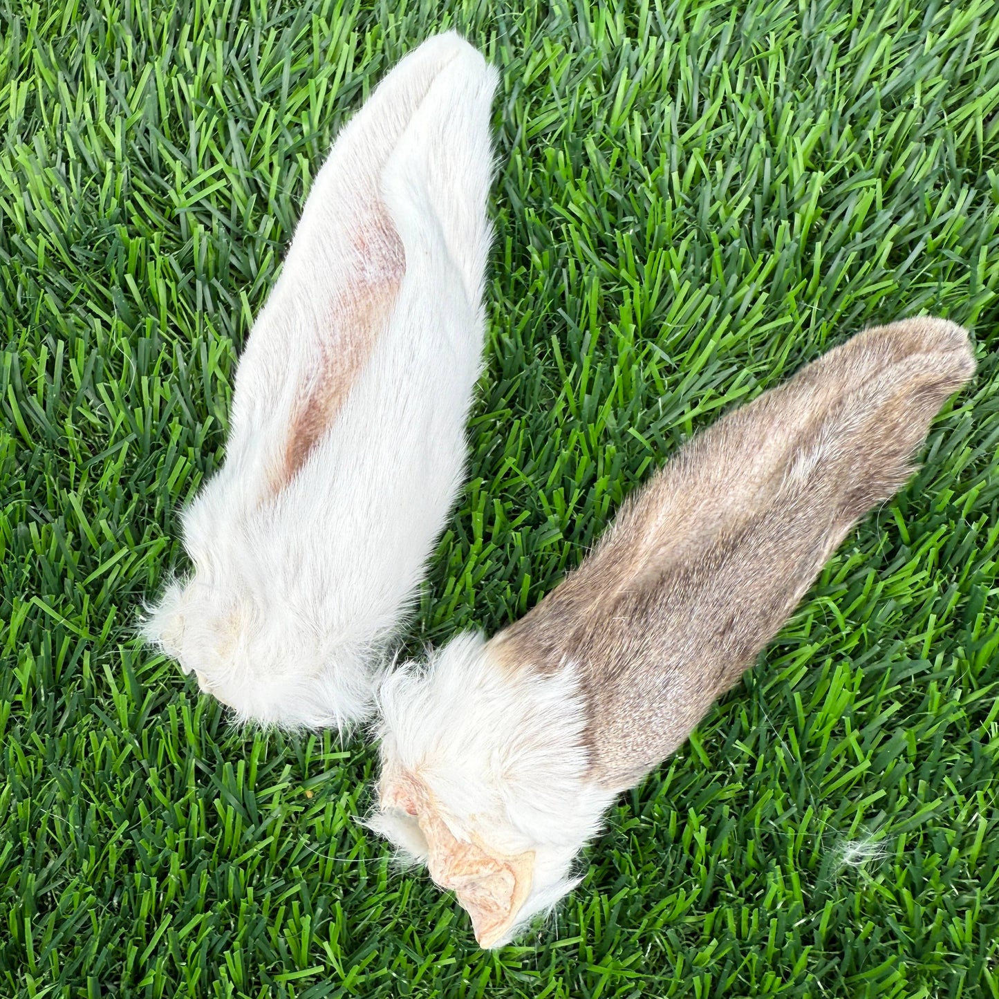 Rabbit Ears