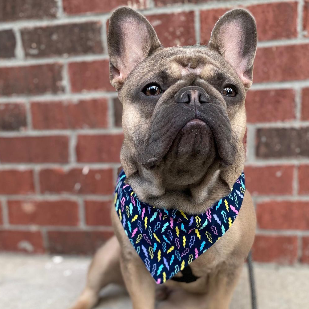 Bandana - Birthday Girl