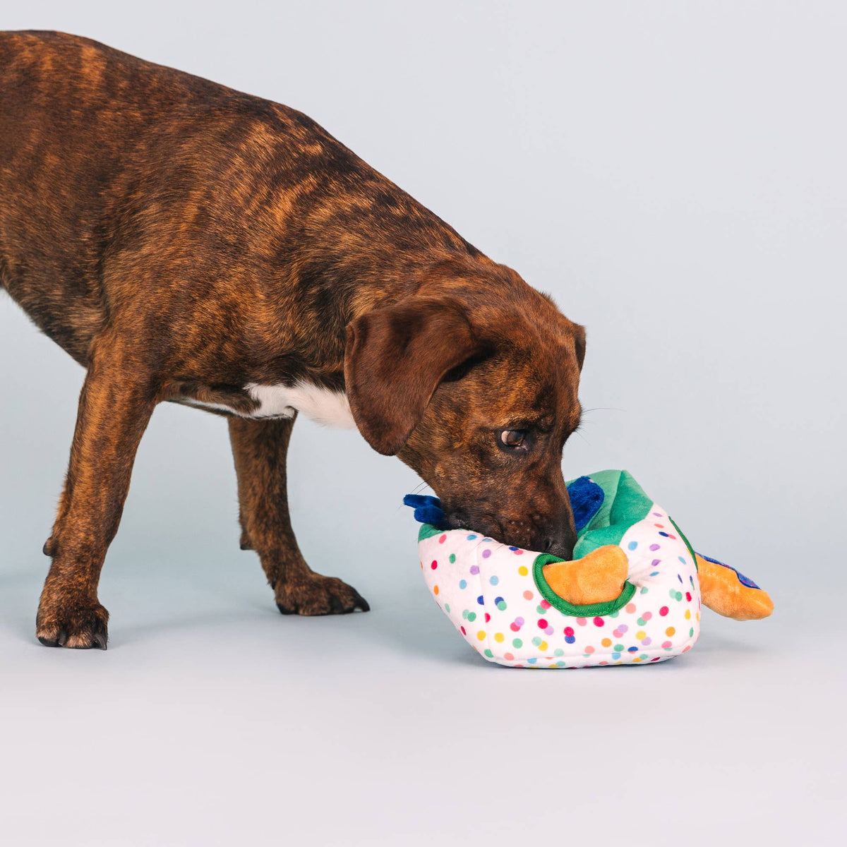 Petshop by Fringe Studio - All About the Gifts Burrow