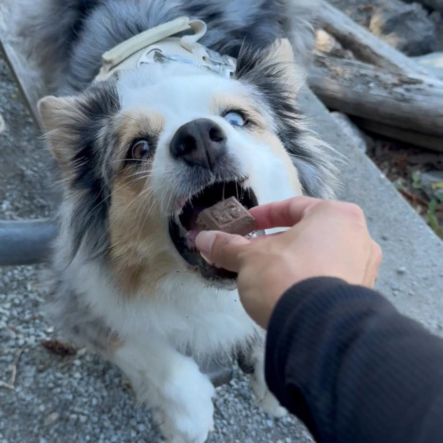 Glacier's Goodies - Goat Milk Dog Treats – Carob