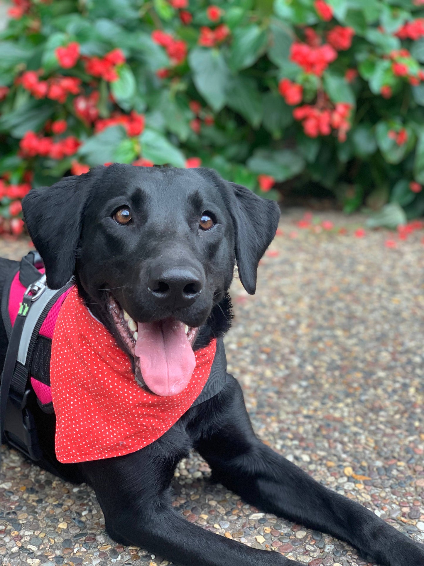 Bandana - Birthday Boy