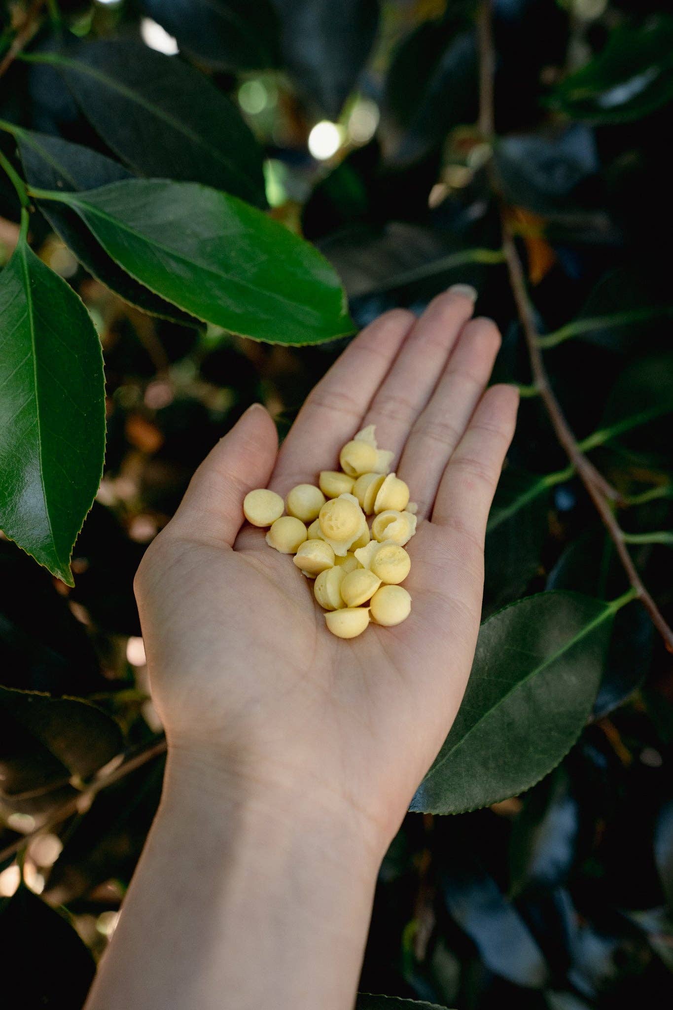 Love Liparu - Egg Yolk + Goat Milk | Freeze-Dried Dog + Cat Treat